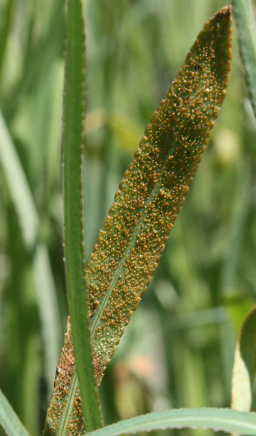 Image of Falcaria vulgaris specimen.