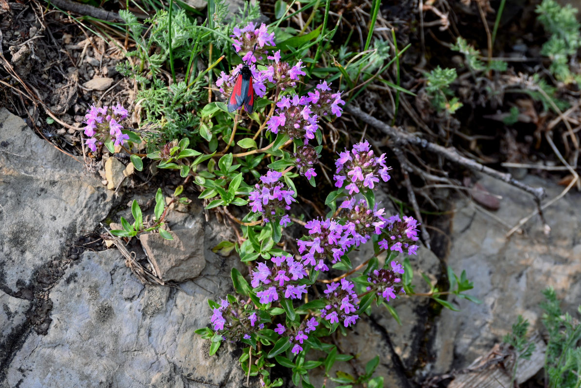 Изображение особи род Thymus.