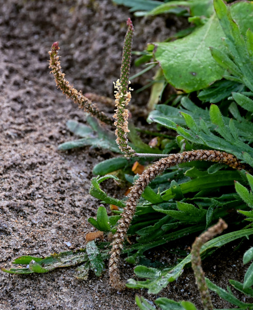 Изображение особи Plantago coronopus.