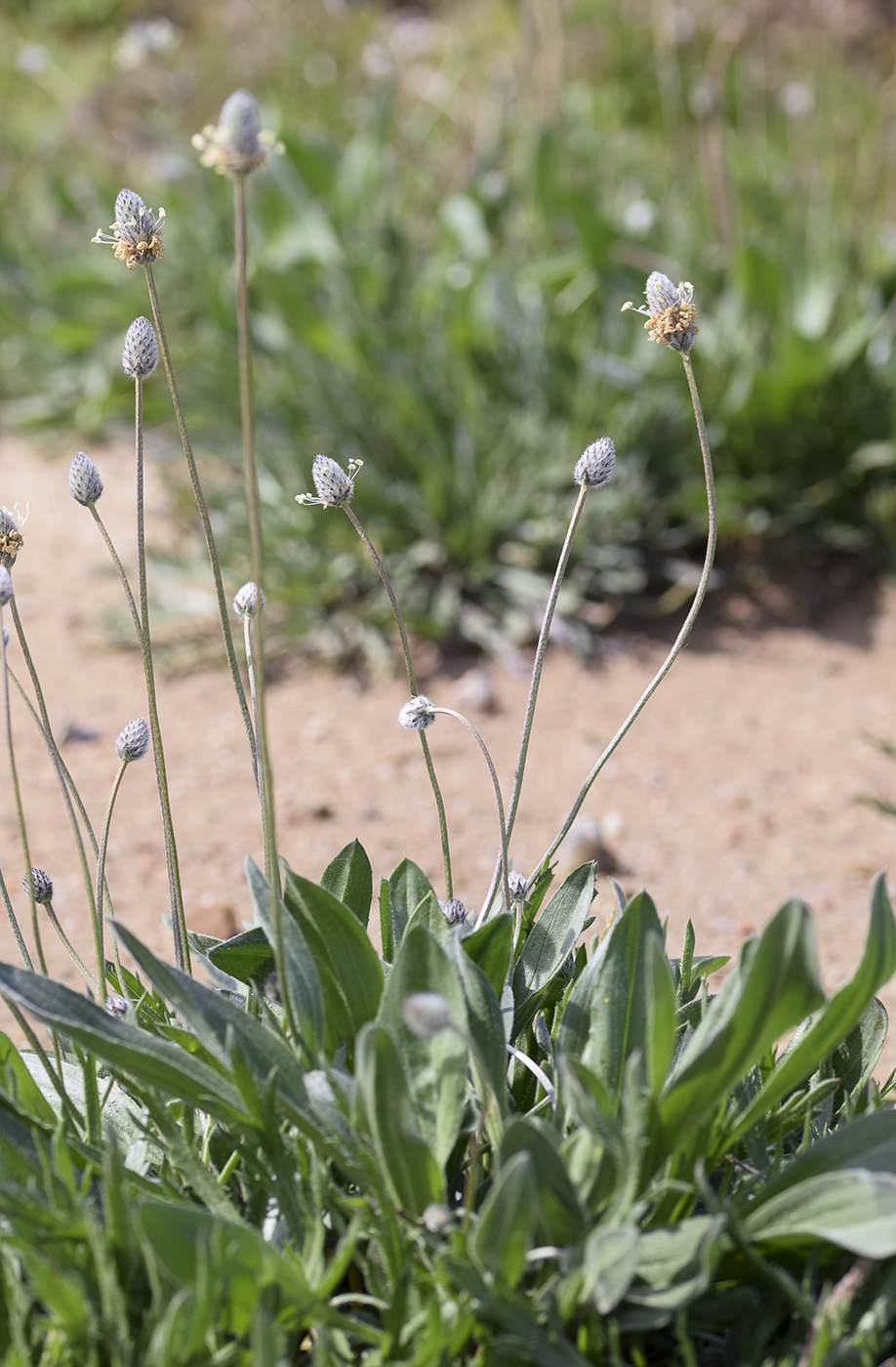 Image of Plantago lagopus specimen.