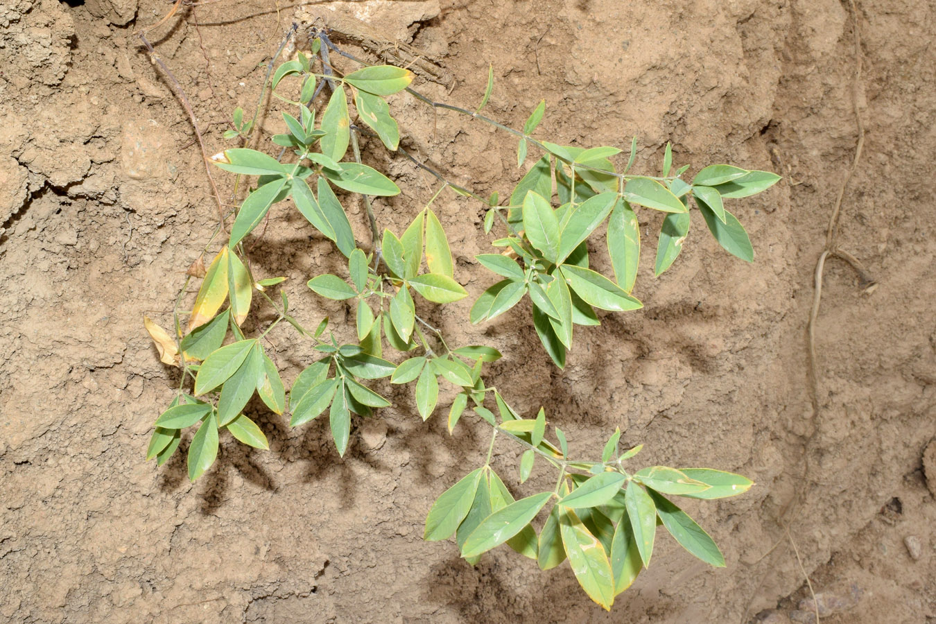 Изображение особи Thermopsis alterniflora.