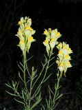 Linaria vulgaris