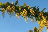 Berberis vulgaris