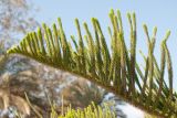 Araucaria heterophylla. Ветвь. Египет, мухафаза Александрия, г. Александрия, парк \"Монтаза\", в культуре. 05.01.2024.