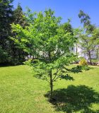 Magnolia kobus. Вегетирующее растение. Беларусь, г. Витебск, ботанический сад ВГУ. Начало июня.
