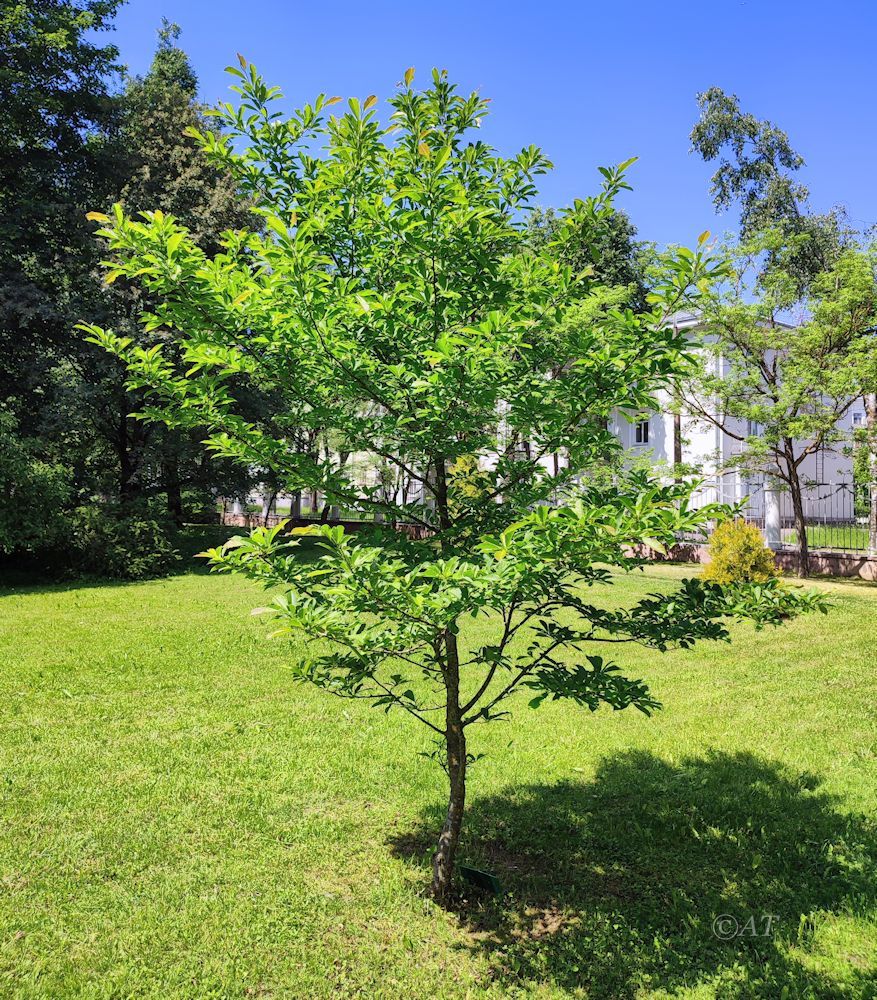 Image of Magnolia kobus specimen.