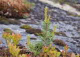 Pinus friesiana