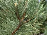Pinus nigra
