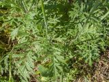 Scabiosa ochroleuca