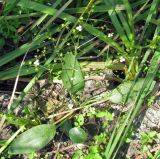 Alisma lanceolatum. Цветущее растение среди зарослей гелофитов. Астраханская обл., Володарский р-н, окр. с. Ямное, обсохший ерик Парфимов. 24.08.2010.