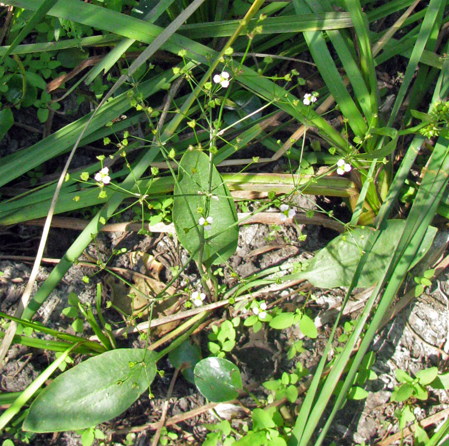 Image of Alisma lanceolatum specimen.