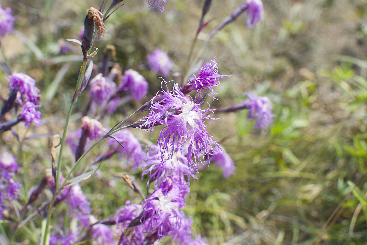 Изображение особи Dianthus superbus.