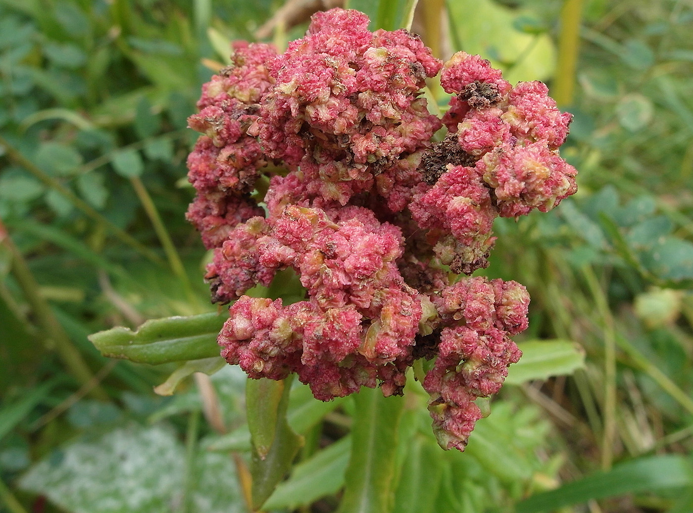 Image of Rhodiola linearifolia specimen.