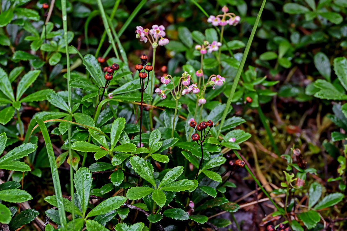 Image of Chimaphila umbellata specimen.
