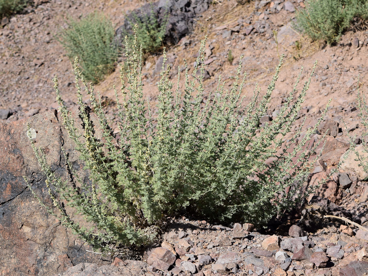 Image of Artemisia persica specimen.