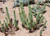 Euphorbia paralias