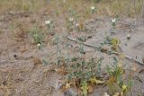 genus Cousinia