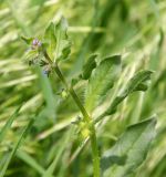 Asperugo procumbens. Верхушка побега с цветками и плодами. Узбекистан, Самарканд, ул. Дагбитская, газон у источника. 28.03.2025.
