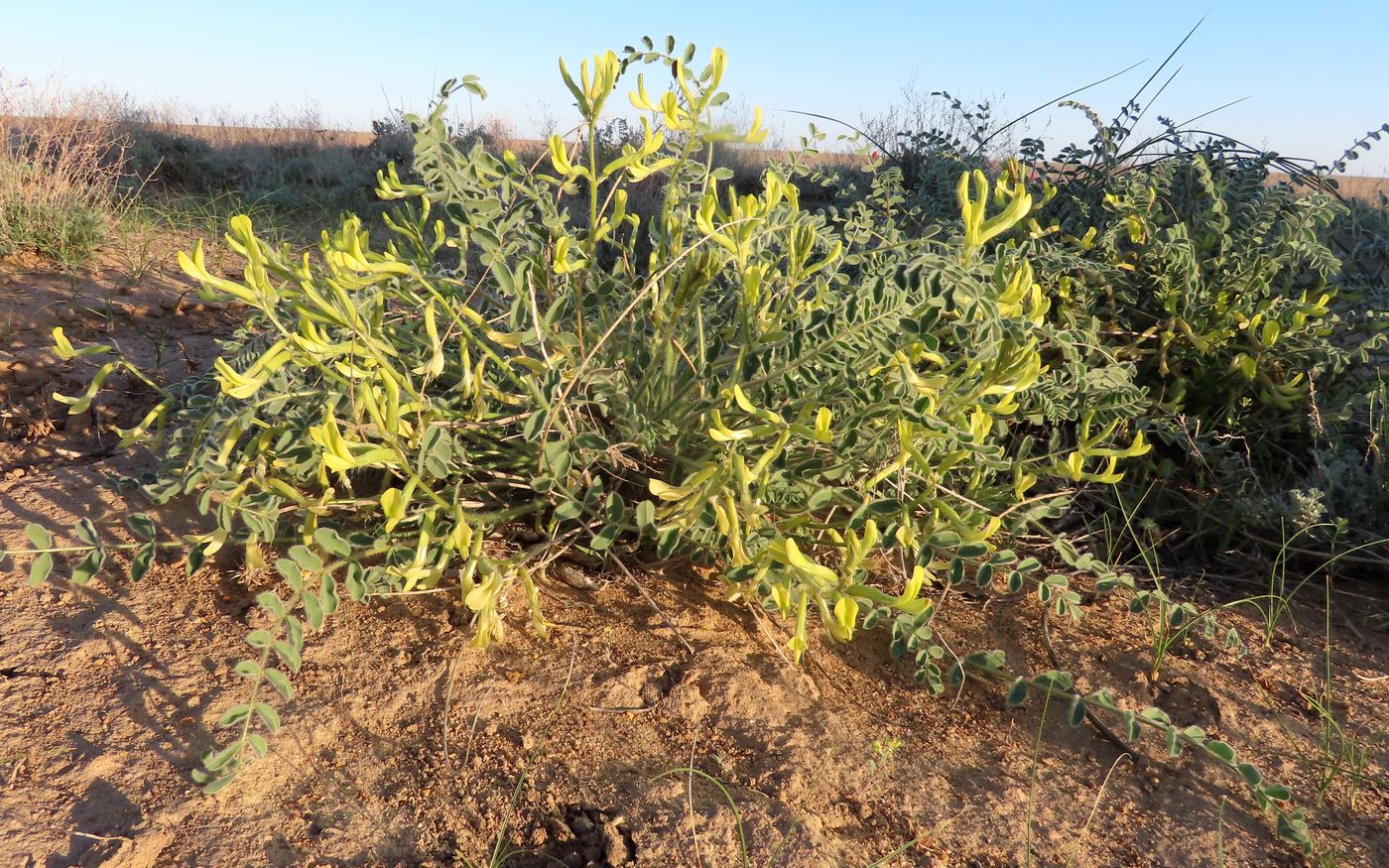 Изображение особи Astragalus longipetalus.