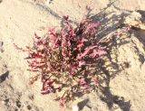Rumex pictus. Плодоносящее растение. Израиль, г. Ашдод, пустырь на песчаных дюнах. 01.03.2011.