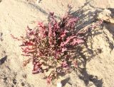 Rumex pictus