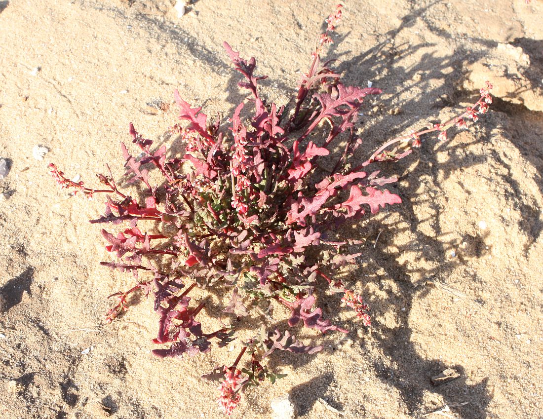 Image of Rumex pictus specimen.