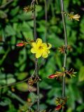 Jasminum mesnyi. Часть ветви с цветком и бутонами. Краснодарский край, Сочи, Адлерский р-н, парк \"Южные культуры\", в культуре. 09.03.2025.