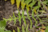 Sisymbrium altissimum