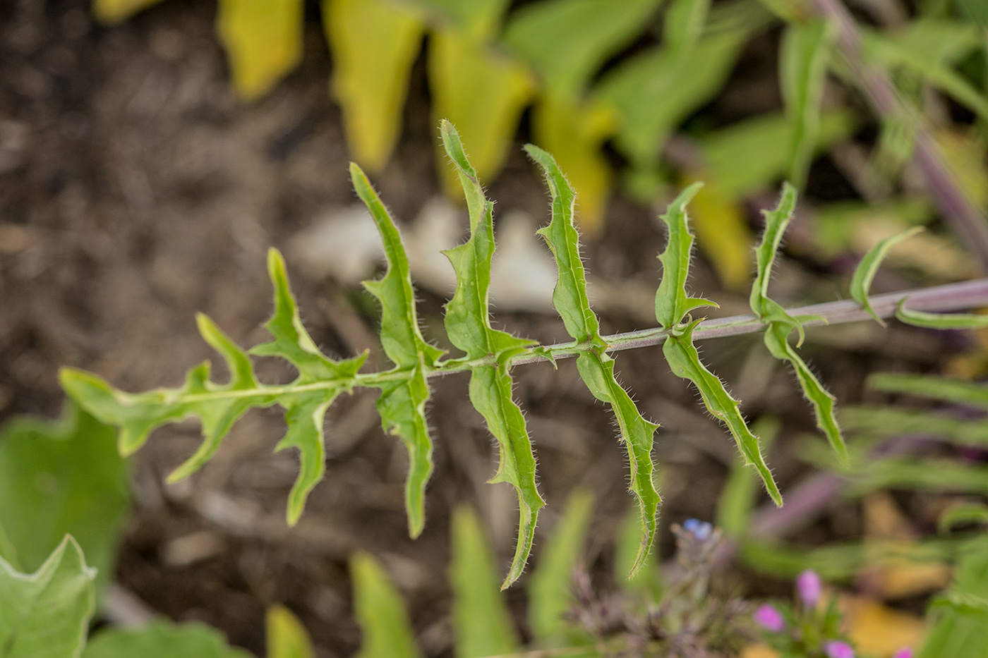Image of Sisymbrium altissimum specimen.