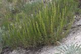 Artemisia salsoloides