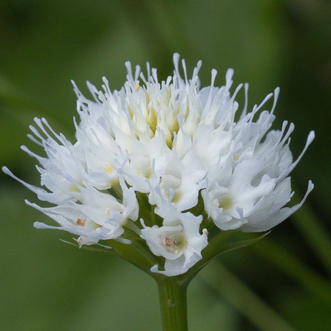 Image of Traunsteinera sphaerica specimen.