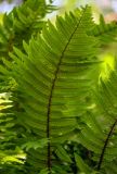 Dryopteris wallichiana. Верхушка вайи (вид на абаксиальную поверхность). Китай, пров. Аньхой, национальный парк \"Хуаншань\", смешанный лес, поросший мхами каменистый склон. 30.05.2025.