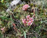 Sempervivum pumilum