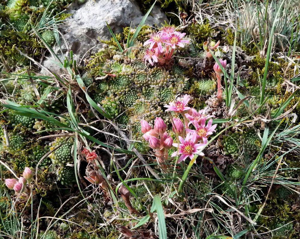 Image of Sempervivum pumilum specimen.