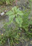 Amaranthus retroflexus