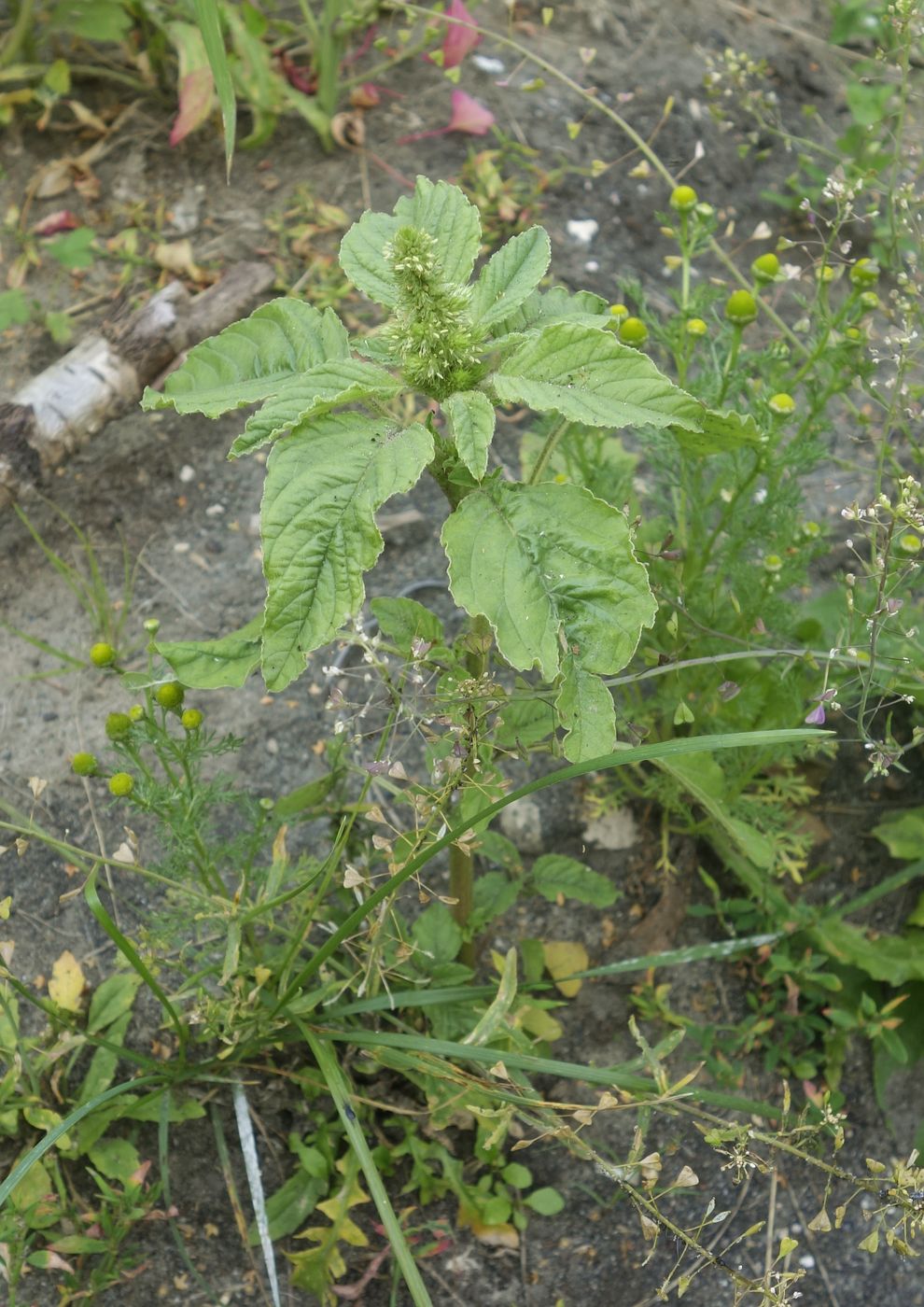 Изображение особи Amaranthus retroflexus.