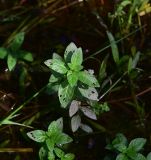 род Mentha