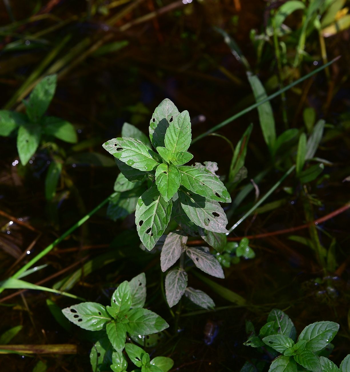 Изображение особи род Mentha.