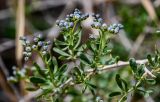 Nitraria sibirica