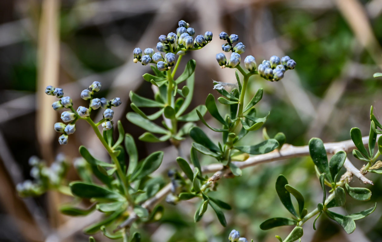 Изображение особи Nitraria sibirica.