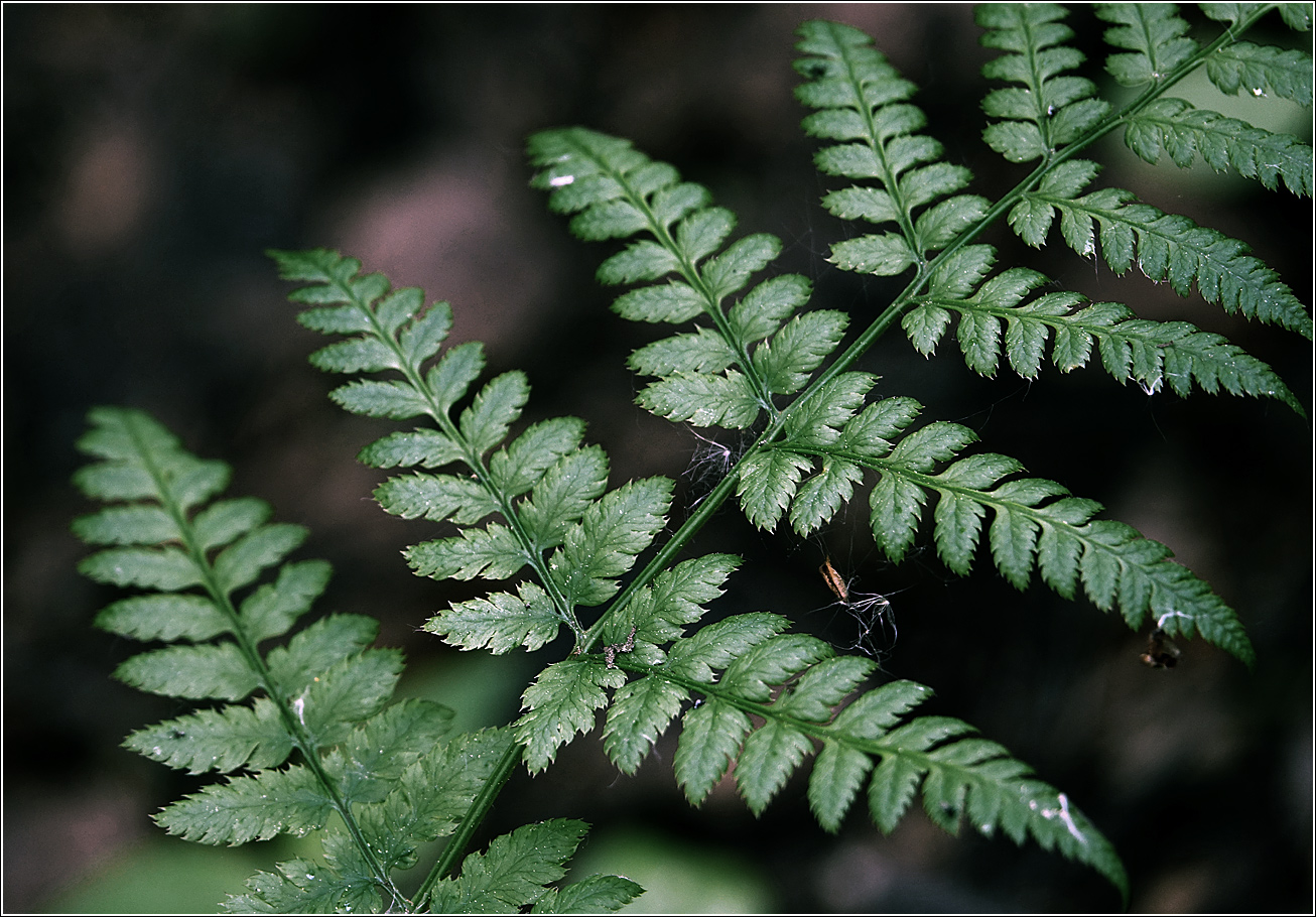 Image of Dryopteris carthusiana specimen.