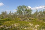 Смотреть изображение Betula czerepanovii