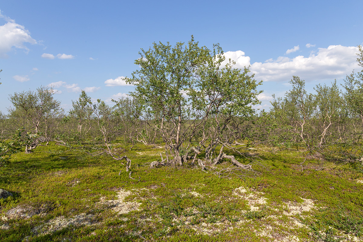 Изображение особи Betula czerepanovii.