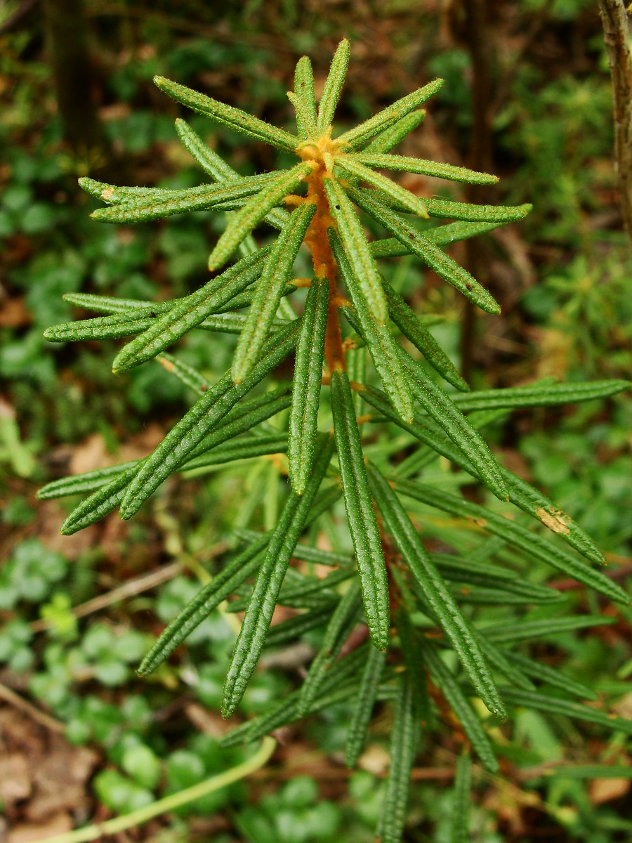 Image of Ledum palustre specimen.