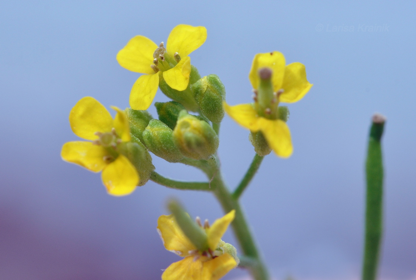 Изображение особи семейство Brassicaceae.