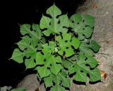 Broussonetia papyrifera. Молодое деревце, выросшее самосевом (вид сверху). Краснодарский Край, г. Адлер, парк \"Южные культуры\". 12.09.2023.