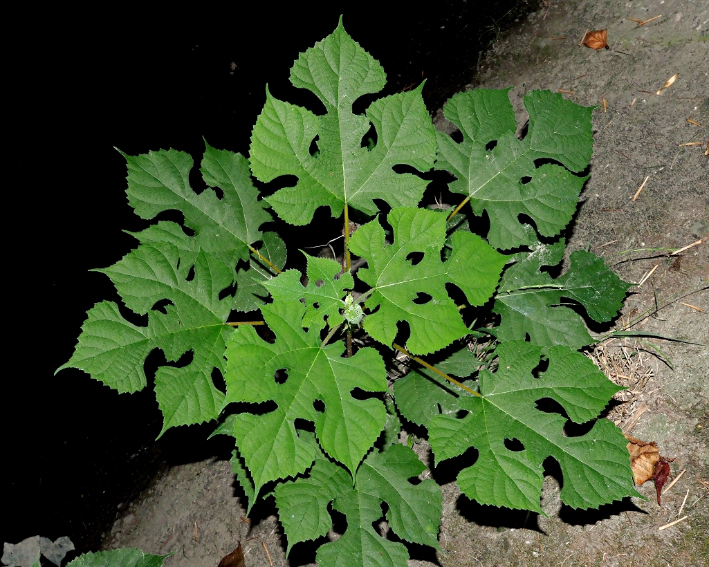 Изображение особи Broussonetia papyrifera.