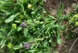 unknown species. Верхушка расцветающего растения. Кабардино-Балкария, Эльбрусский р-н, восточный склон г. Чегет, 1 км от кафе \"Ай\" на тропе в сторону оз. Донгуз-Орун, выс. ок. 2700 м н.у.м., альпийский луг. 18 июня 2025 г.