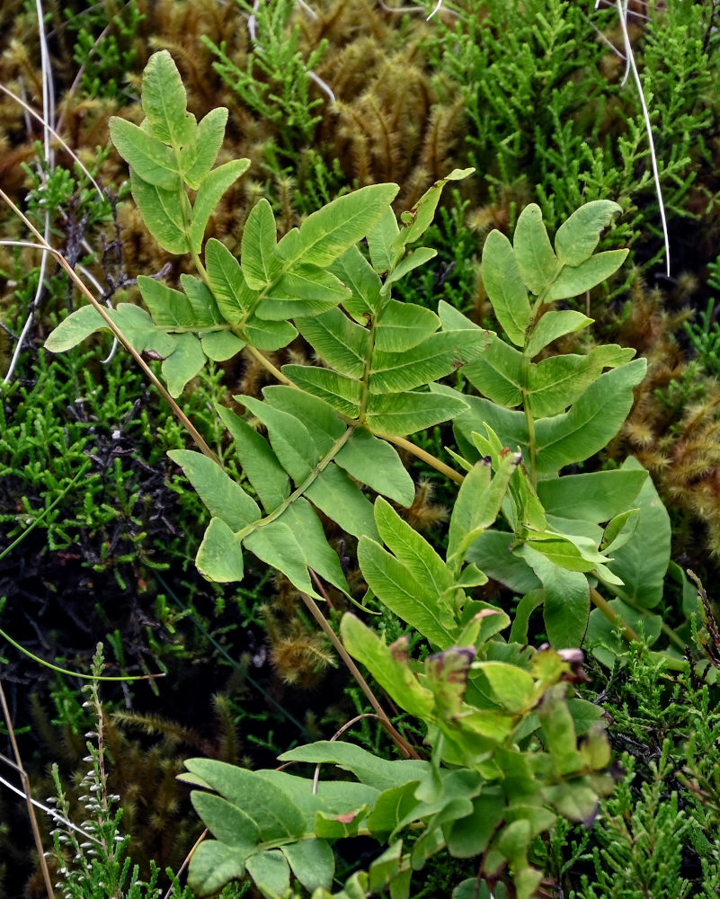 Image of Osmunda japonica specimen.