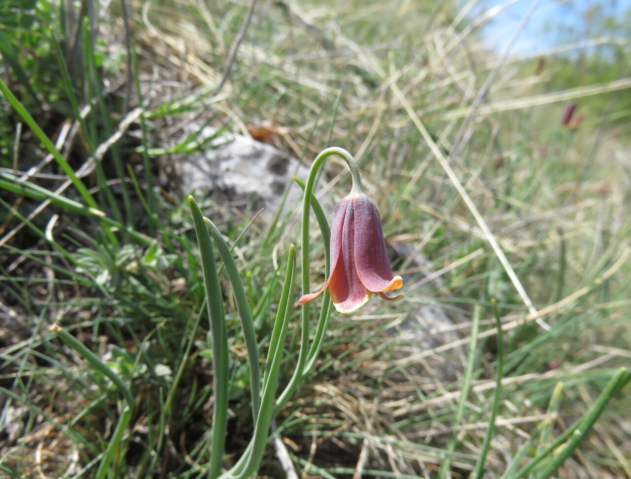 Изображение особи Fritillaria drenovskii.